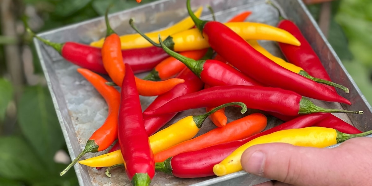 The Best Tasting Chillies To Grow At Home - From Mild To Wild - Dobies Blog