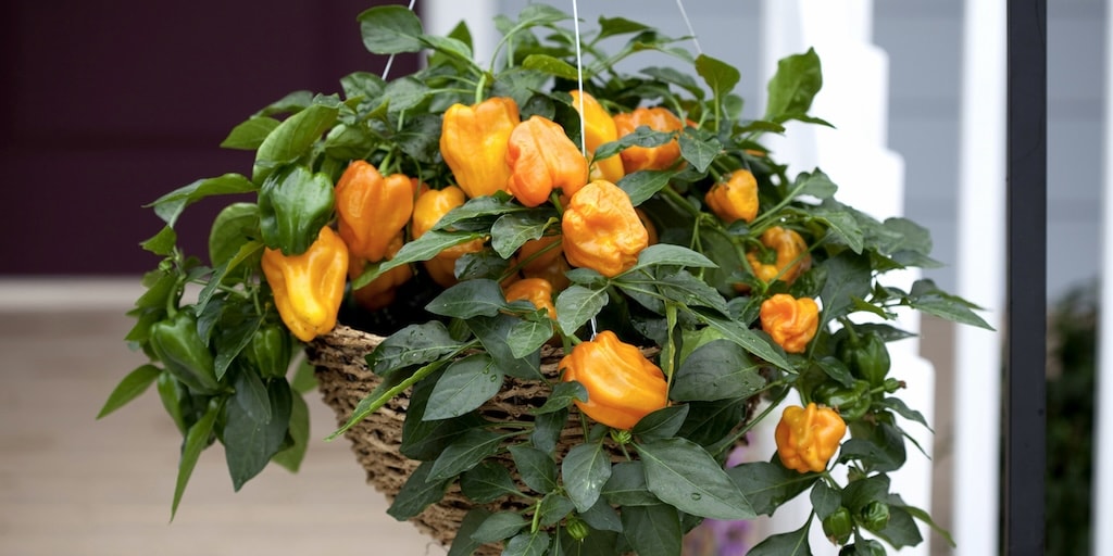 Orange peppers in wicker hanging basket