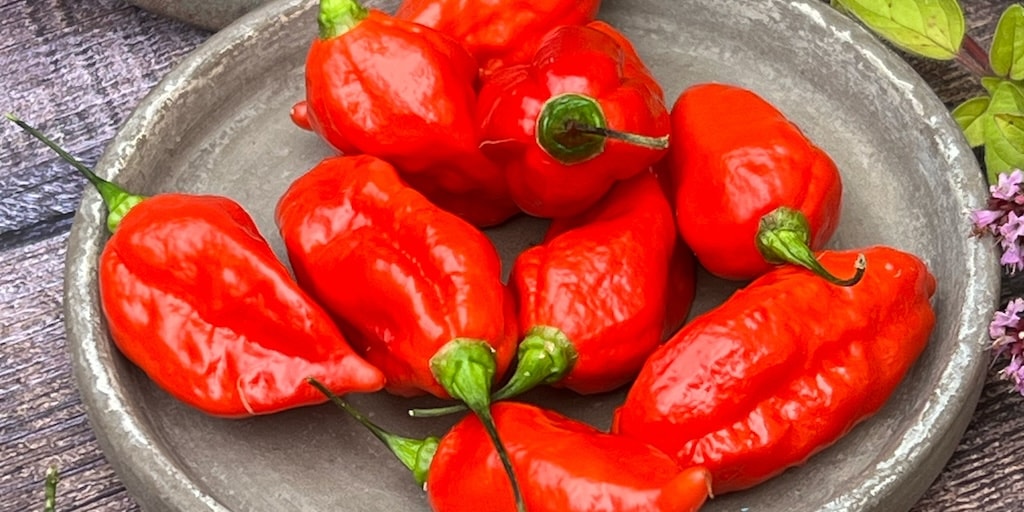 Ripe pit viper naga chillies in a grey circular plate