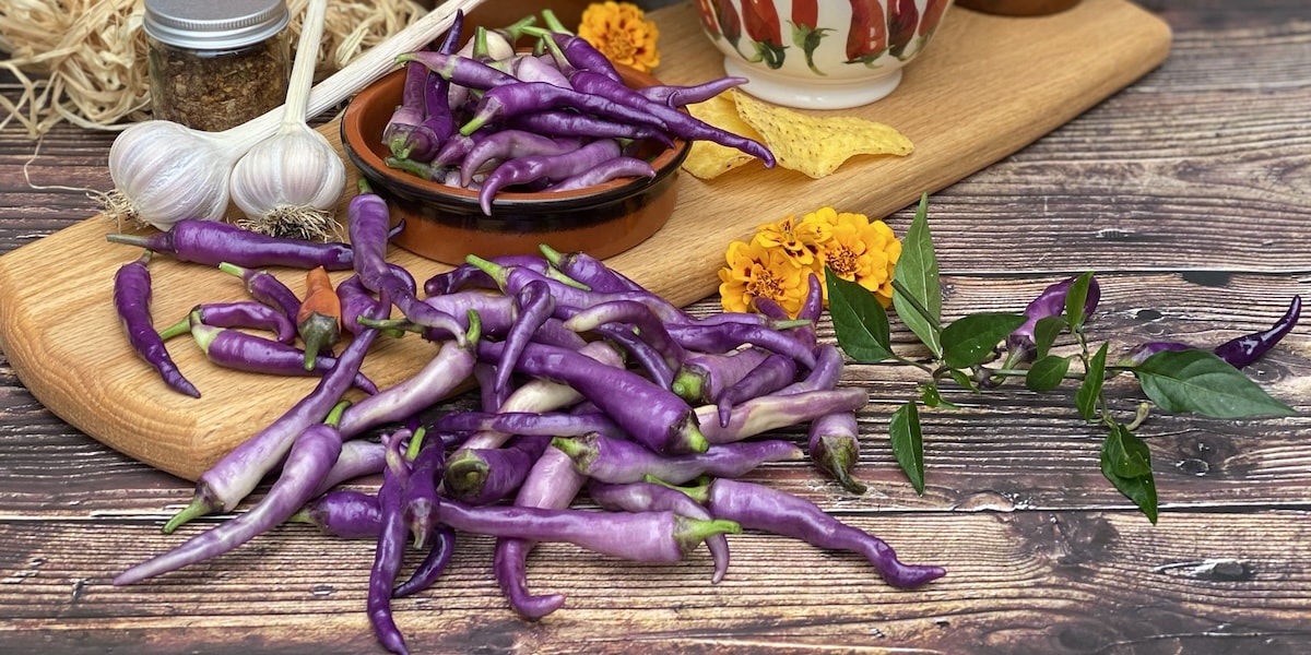 Purple chilli pepper on chopping board