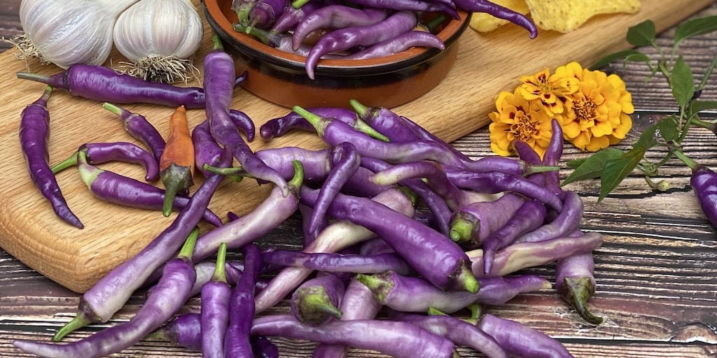 Purple chilli pepper on table