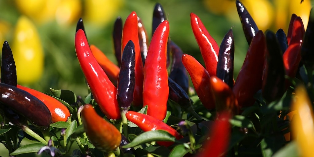 Red and purple chilli peppers