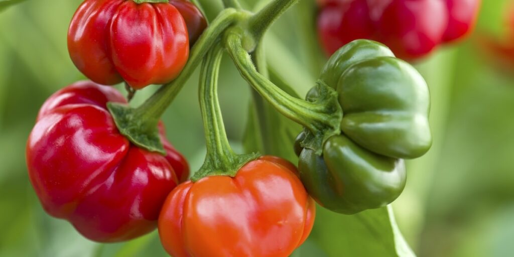 Red, orange and green pumpkin shaped chilli pepper