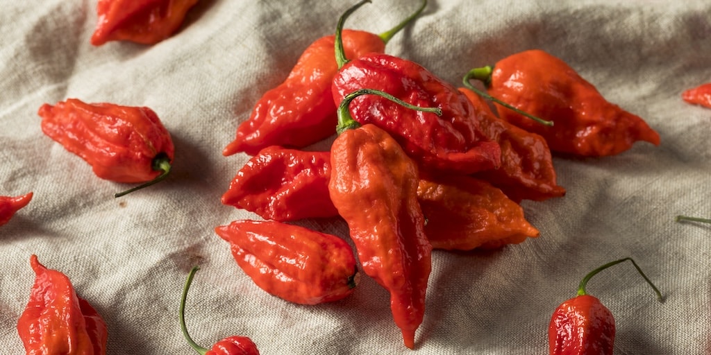 Ripe ghost chilli on white cloth