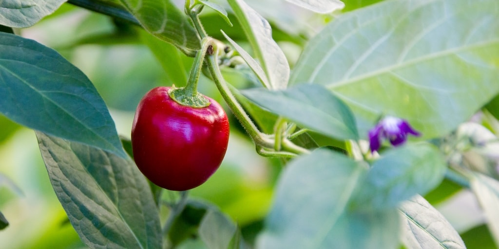 Single circular red chilli pepper