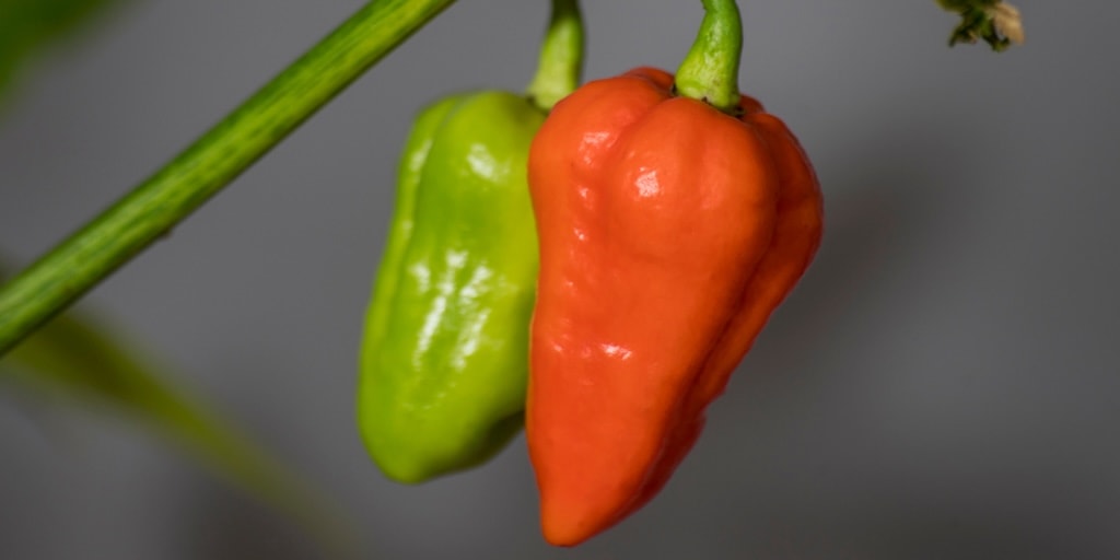 Unripe and ripening 7 pot douglah chilli