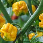 Turning up the heat: the world’s hottest chillies