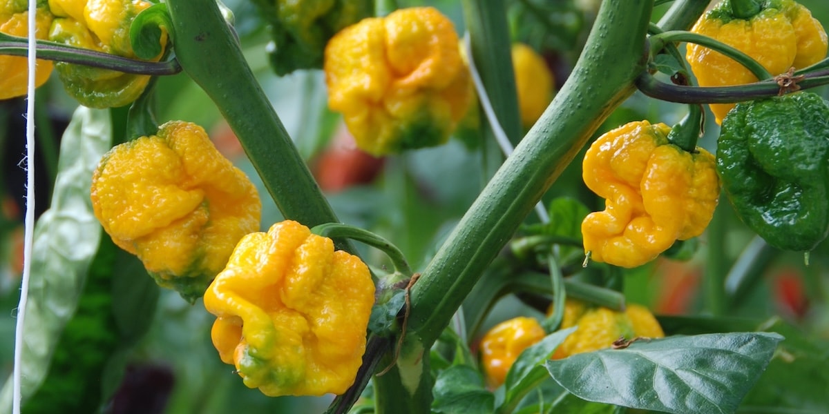 Yellow Carolina Reaper chilli