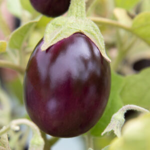 Aubergine 'Baby Black Jack' from Dobies