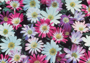 anemone blanda
