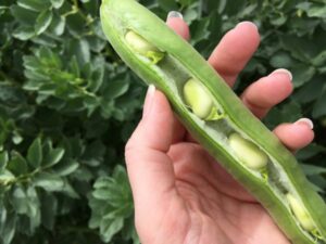 broad beans