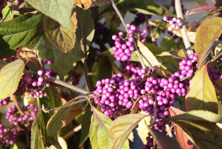 callicarpa bodinieri