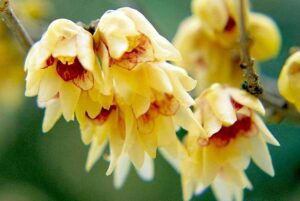 Chimonanthus Praecox