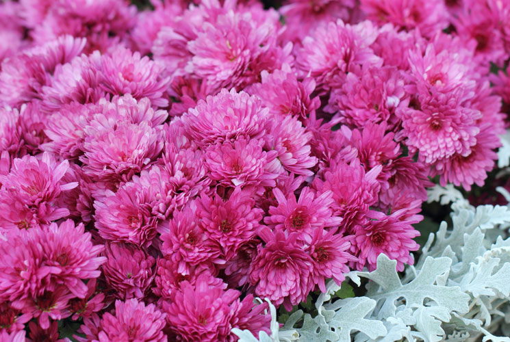chrysanthemum x hortorum anastasia