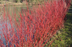 cornus stems