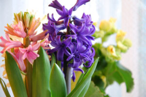 flowers from forced bulbs