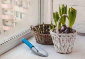 forced bulbs in decorative pots