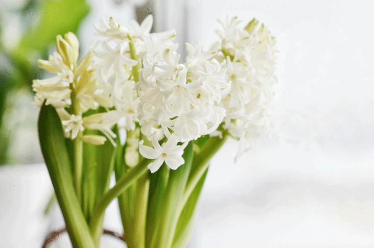 forced hyacinth