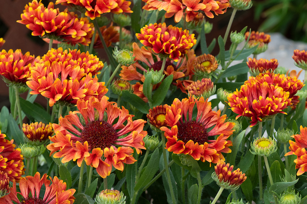 Gaillardia Fanfare in full bloom with vibrant orange, red, and yellow ruffled flowers and dark centres — a drought-tolerant perennial perfect for sunny garden borders.