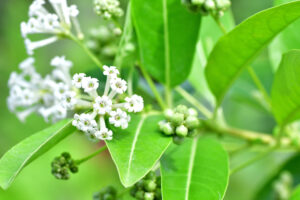 night-blooming jasmine, or Queen of the night