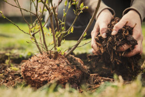 planting a blueberry bush