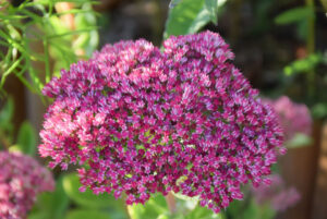 sedum herbstfreude