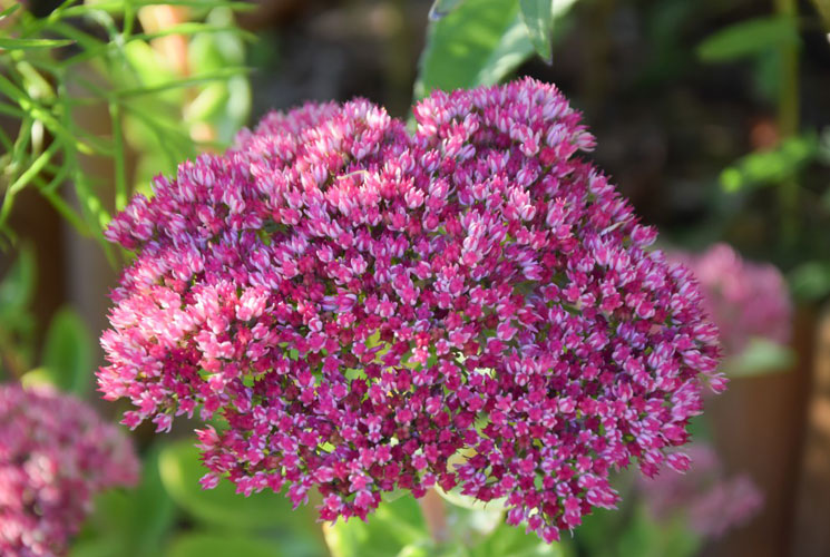 sedum herbstfreude