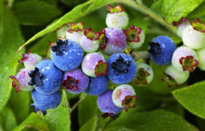 water on blueberries