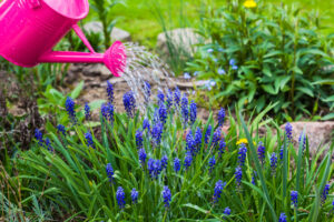 watering lavender plants