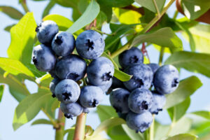 blueberries growing on a bush