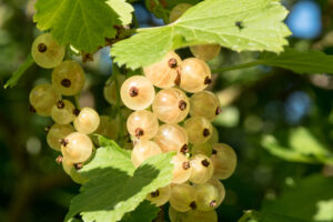 white currants