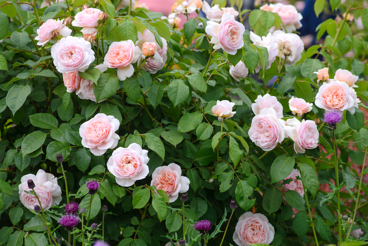 floribunda rose