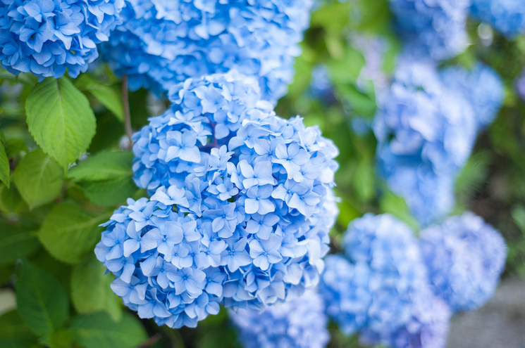 Mophead hydrangeas