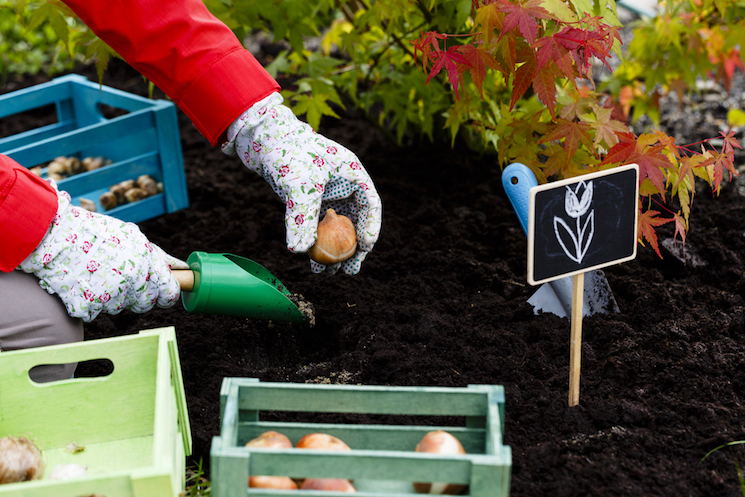 planting bulbs
