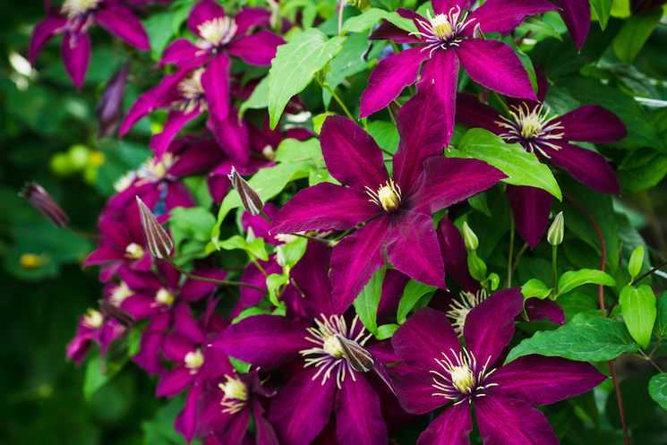 clematis
