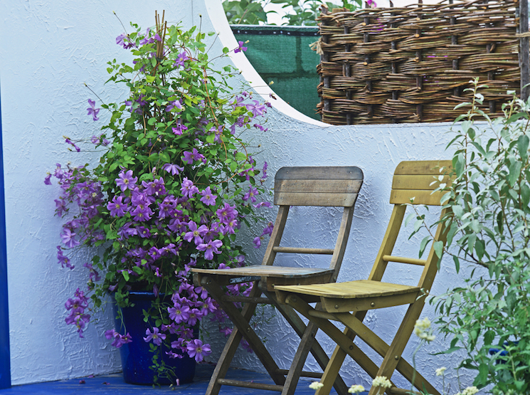 clematis in container