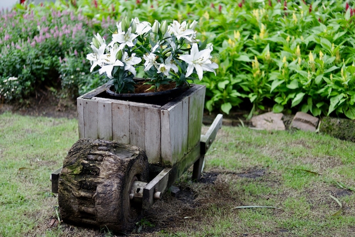 lilies in containers