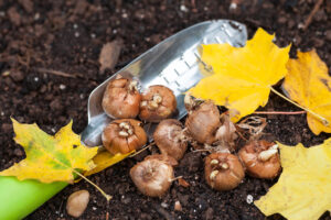 crocus bulbs