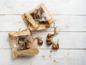 daffodil bulbs