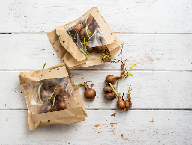 daffodil bulbs