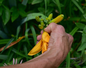 deadheading lilies