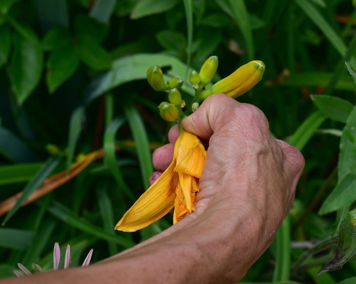 deadheading lilies