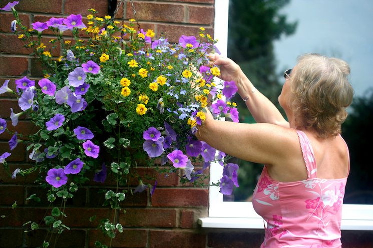 deadheading hanging baskets