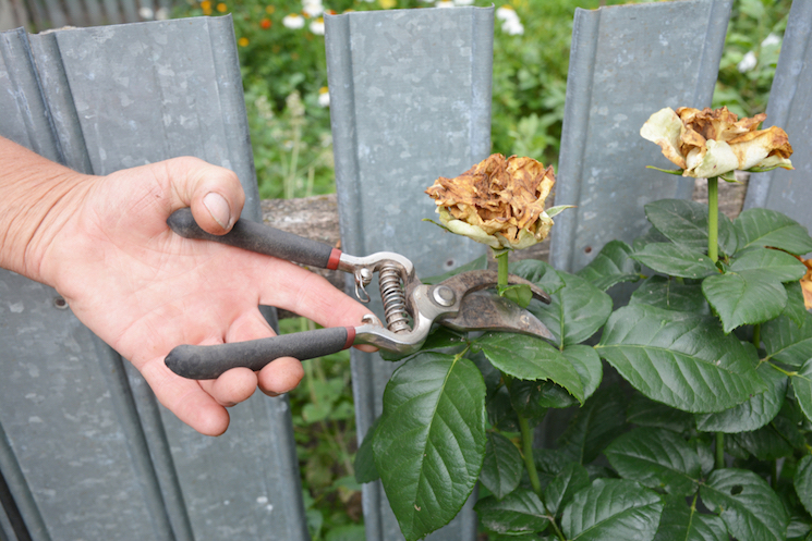 deadheading roses