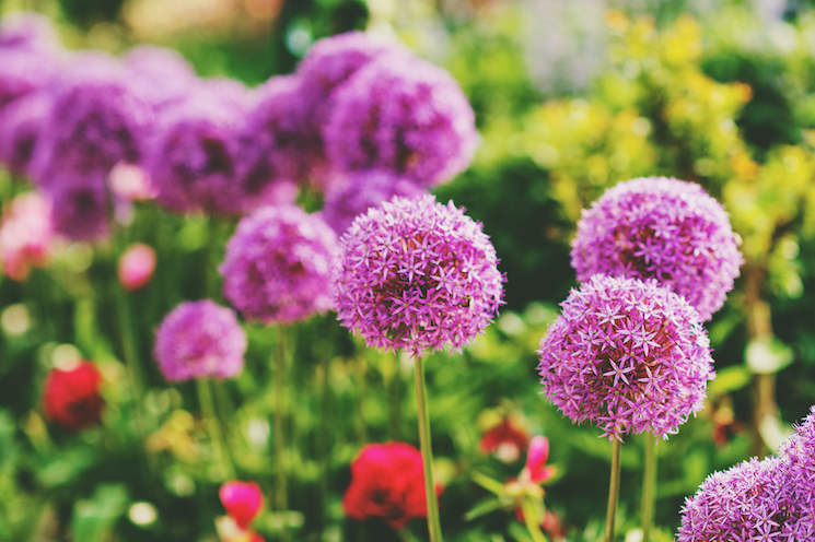 giant allium