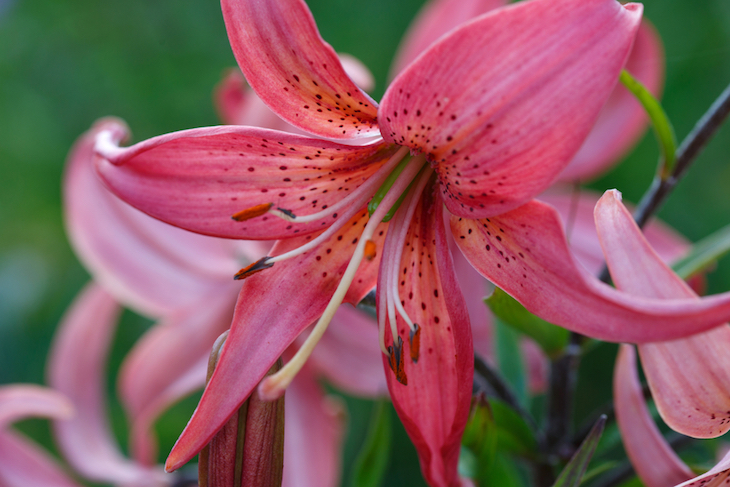 close up of pink lily flower