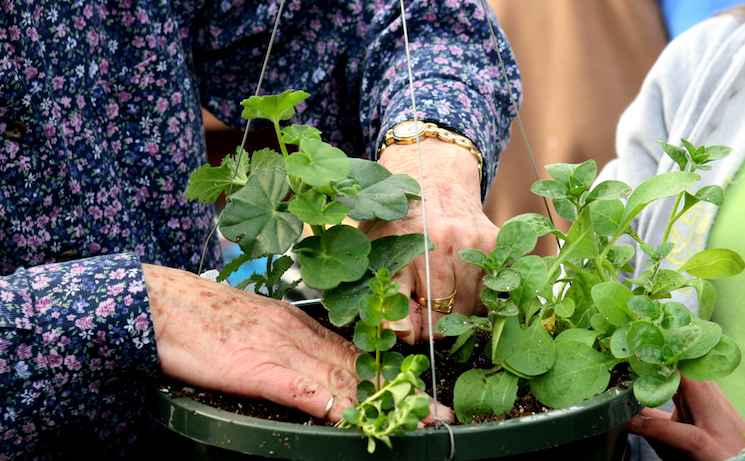 feeding hanging basket
