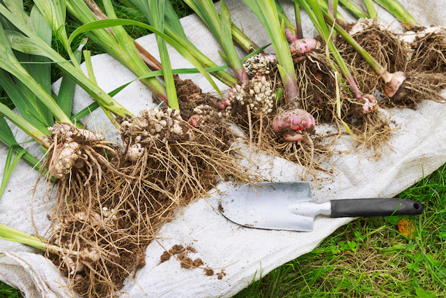 lifted gladioli bulbs