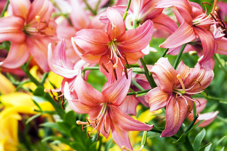group of lilies