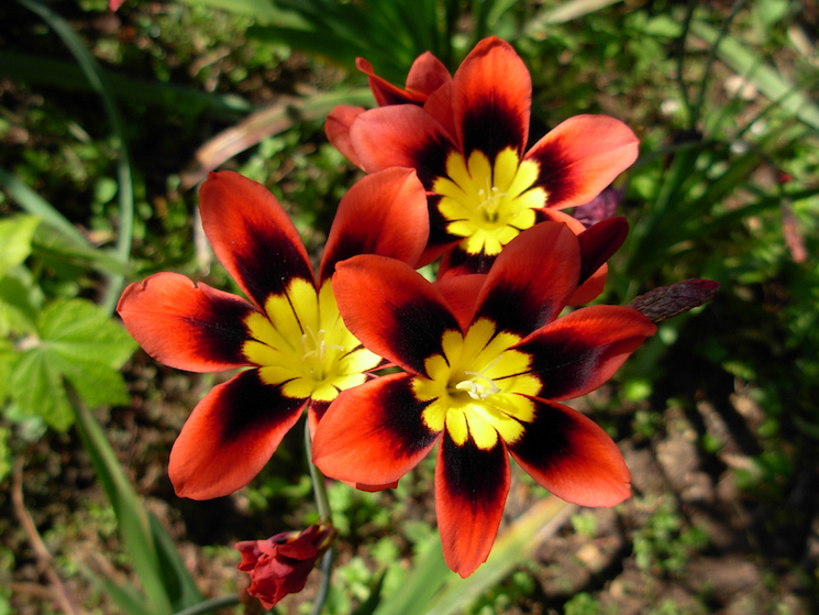 harlequin flowers
